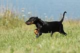 DOBERMANN 1056